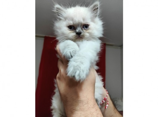 Özel 2 Aylık British Shorthair Yavrularımız Sıcak Bir Yuva Arıyor