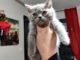 Özel 2 Aylık British Shorthair Yavrularımız Sıcak Bir Yuva Arıyor