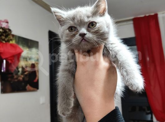 Özel 2 Aylık British Shorthair Yavrularımız Sıcak Bir Yuva Arıyor görsel