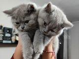 Özel 2 Aylık British Shorthair Yavrularımız Sıcak Bir Yuva Arıyor