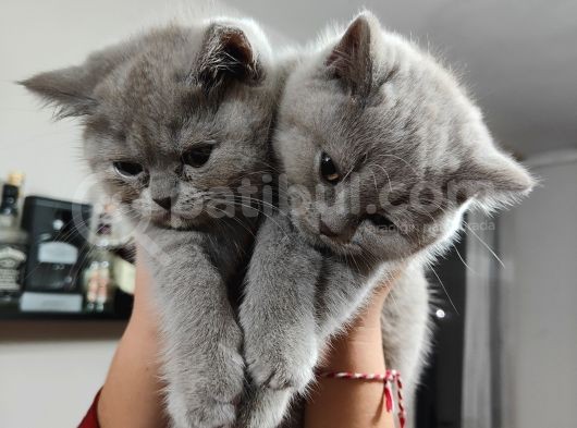 Özel 2 Aylık British Shorthair Yavrularımız Sıcak Bir Yuva Arıyor görsel