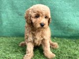 0 Numr Toy Poodle Erkek Yavrumuz