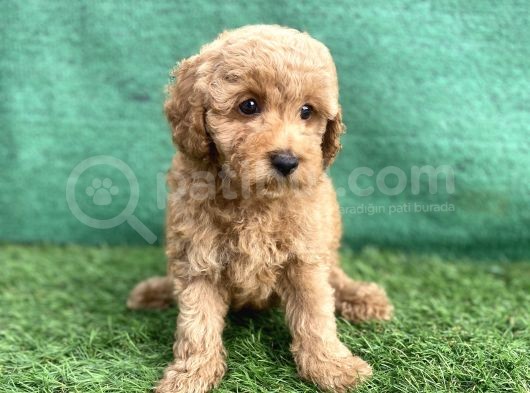 0 Numr Toy Poodle Erkek Yavrumuz görsel