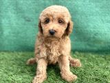 0 Numr Toy Poodle Erkek Yavrumuz
