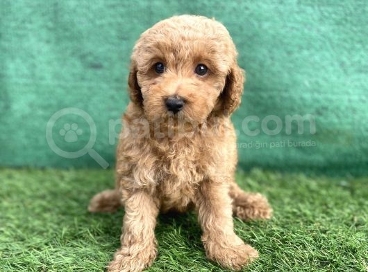 0 Numr Toy Poodle Erkek Yavrumuz görsel