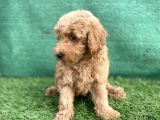 0 Numr Toy Poodle Erkek Yavrumuz