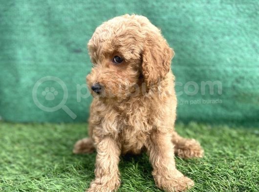 0 Numr Toy Poodle Erkek Yavrumuz görsel