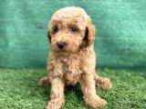 0 Numr Toy Poodle Erkek Yavrumuz