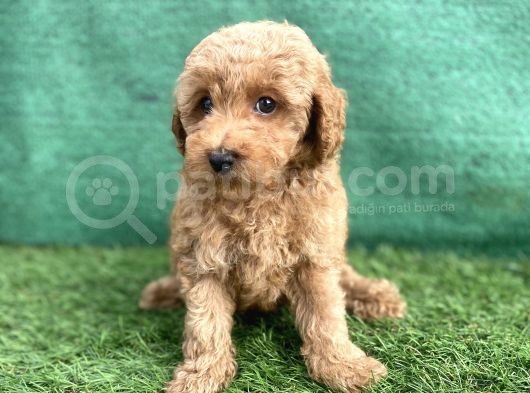 0 Numr Toy Poodle Erkek Yavrumuz görsel