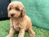 0 Numr Toy Poodle Erkek Yavrumuz