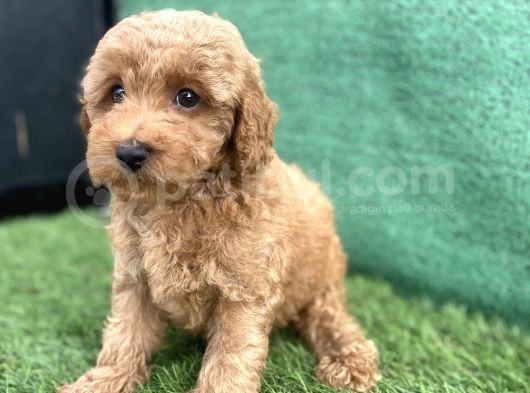 0 Numr Toy Poodle Erkek Yavrumuz görsel