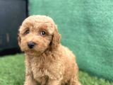 0 Numr Toy Poodle Erkek Yavrumuz