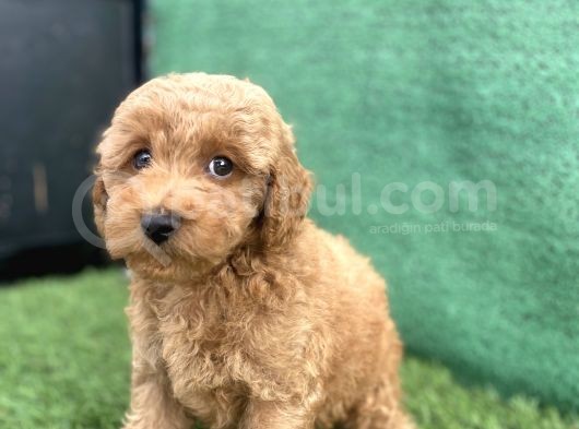 0 Numr Toy Poodle Erkek Yavrumuz görsel