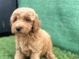 0 Numr Toy Poodle Erkek Yavrumuz