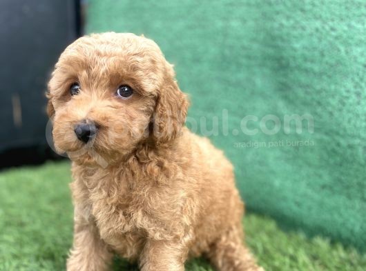 0 Numr Toy Poodle Erkek Yavrumuz görsel