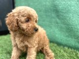 0 Numr Toy Poodle Erkek Yavrumuz