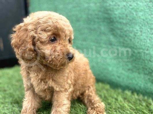 0 Numr Toy Poodle Erkek Yavrumuz görsel