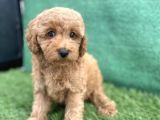 0 Numr Toy Poodle Erkek Yavrumuz