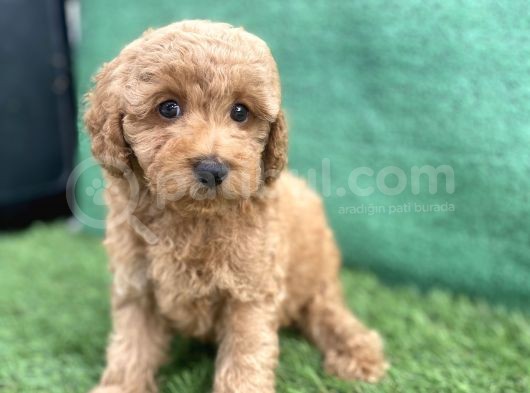 0 Numr Toy Poodle Erkek Yavrumuz görsel