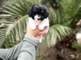 Black And Whi̇te Mi̇nyatür Poodle Yavrular