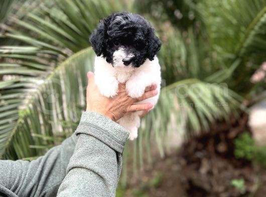 Black And Whi̇te Mi̇nyatür Poodle Yavrular görsel