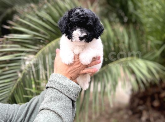 Black And Whi̇te Mi̇nyatür Poodle Yavrular görsel