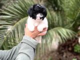 Black And Whi̇te Mi̇nyatür Poodle Yavrular