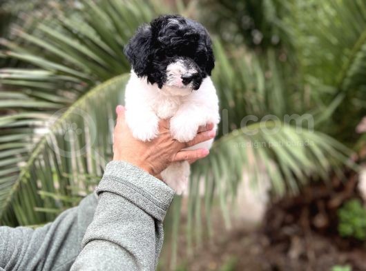 Black And Whi̇te Mi̇nyatür Poodle Yavrular görsel