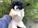 BLACK AND WHİTE mİNYATÜR POODLE YAVRULAR