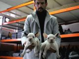 FRENCH BULDOG YAVRULAR