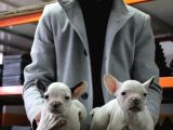 French Buldog Yavrular