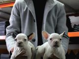 French Buldog Yavrular