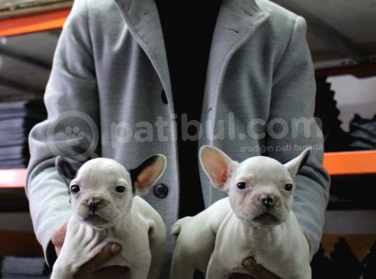 French Buldog Yavrular görsel