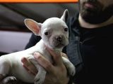 French Buldog Yavrular