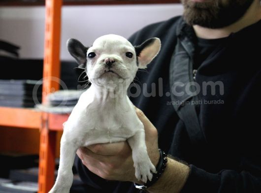 French Buldog Yavrular görsel