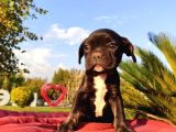 En Sevi̇mli̇ Ve Sağlikli French Bulldog Yavrusu