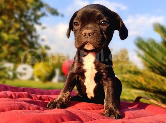 En Sevi̇mli̇ Ve Sağlikli French Bulldog Yavrusu