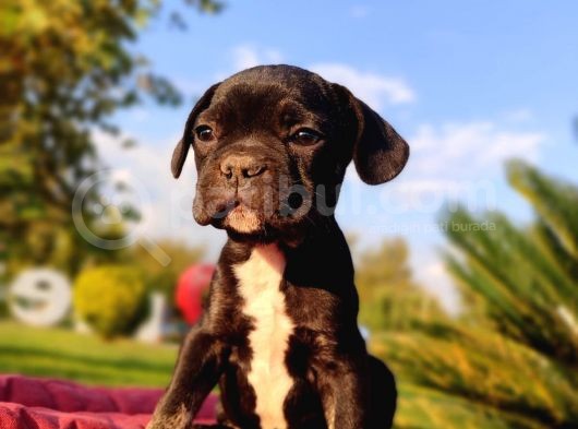 En Sevi̇mli̇ Ve Sağlikli French Bulldog Yavrusu görsel