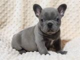 BLUE FRENCH BULDOG YAVRULAR