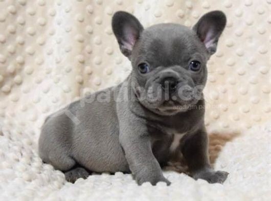 Blue French Buldog Yavrular