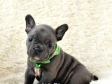Blue French Buldog Yavrular