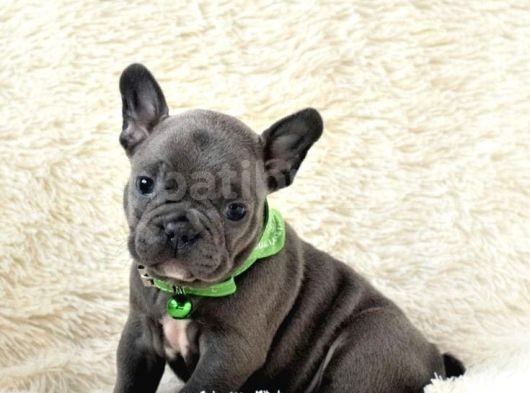 Blue French Buldog Yavrular görsel