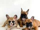 French Buldog yavruları