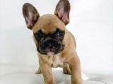 French Buldog Yavruları