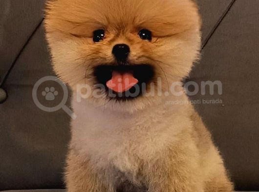 Teddy Garantili Erkek Yavrumuz görsel