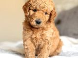 Labradoodle Dev Boy Bebekler