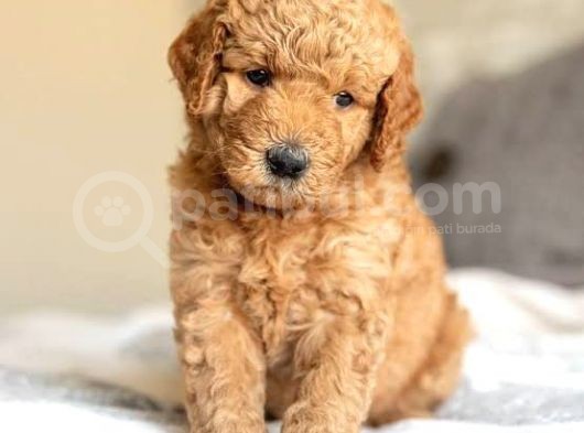 Labradoodle Dev Boy Bebekler görsel
