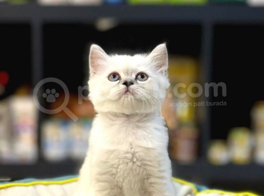 Oyuncu Blue Poi̇nt Bri̇tsh Shorthai̇r Yavru görsel