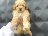 SİYAH İNCİ  TOY POODLE BEBEKLER