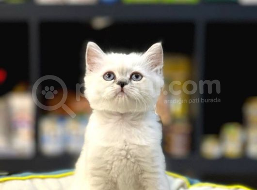 Oyuncu Blue Poi̇nt Bri̇tsh Shorthai̇r Yavru görsel